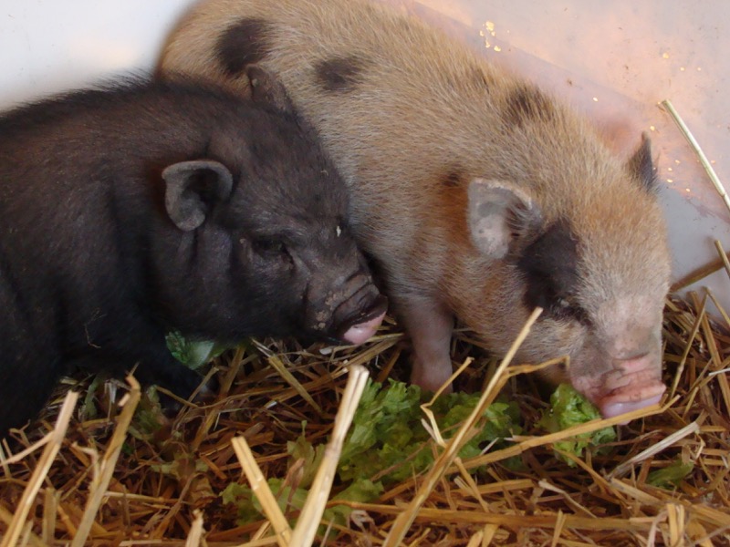 Unsere Minipigs, die beliebten Schweinchen