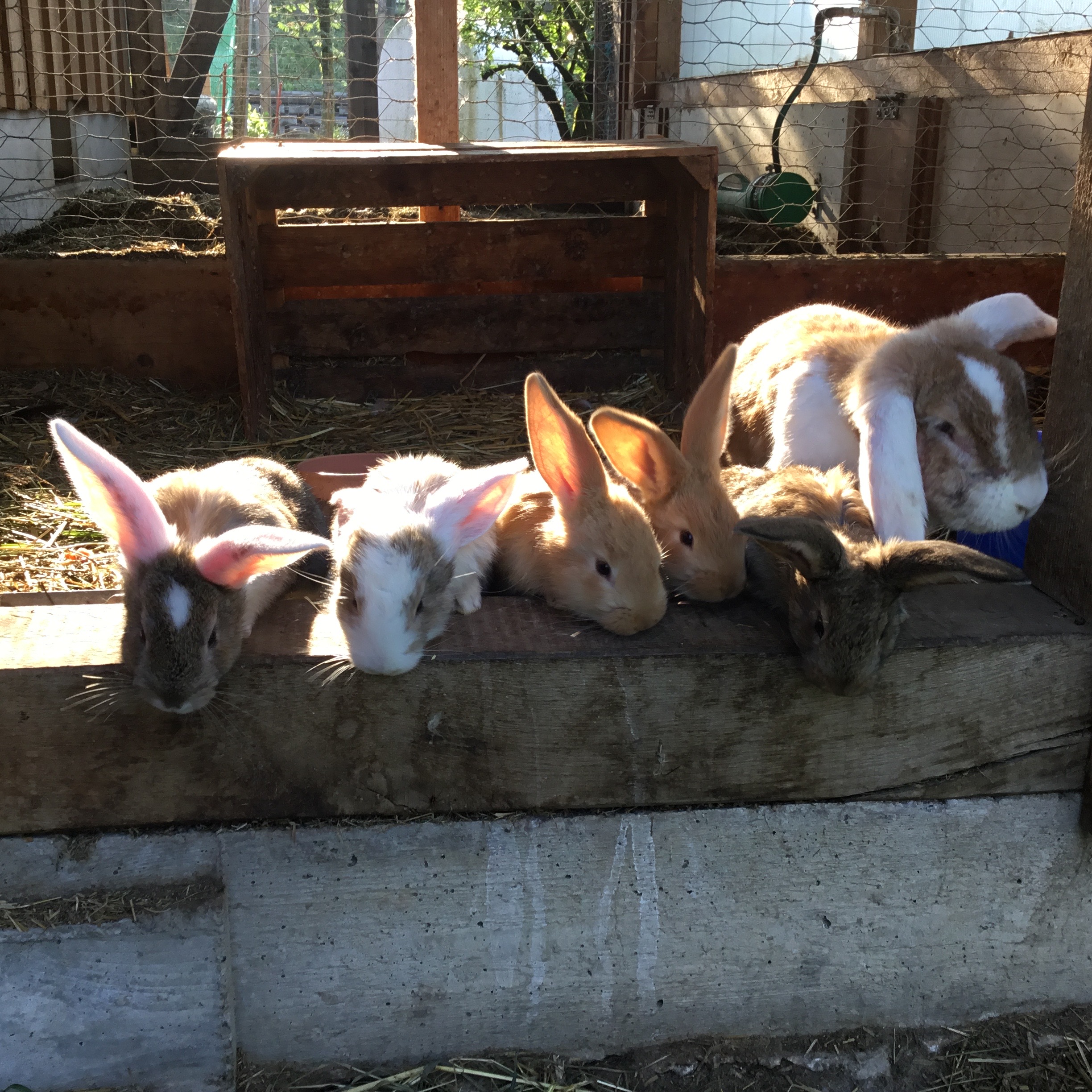 Kaninchenfamilie