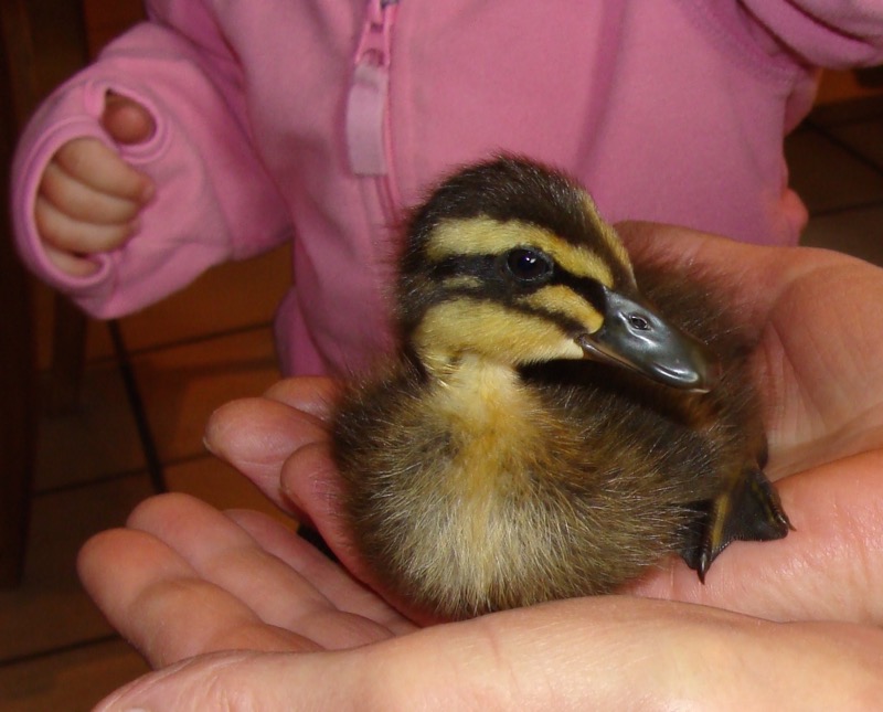 Enten-Baby