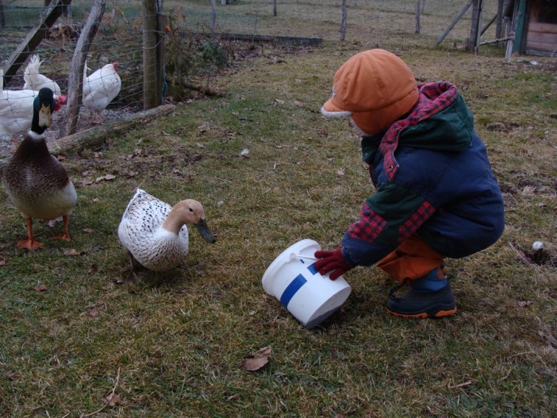 Unsere Enten