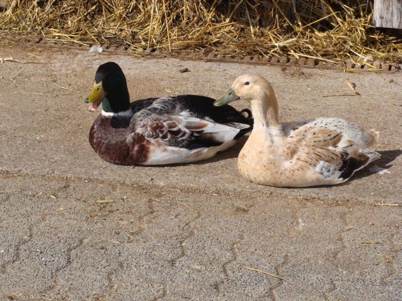 Unsere Enten