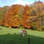 Weide vor dem Haus