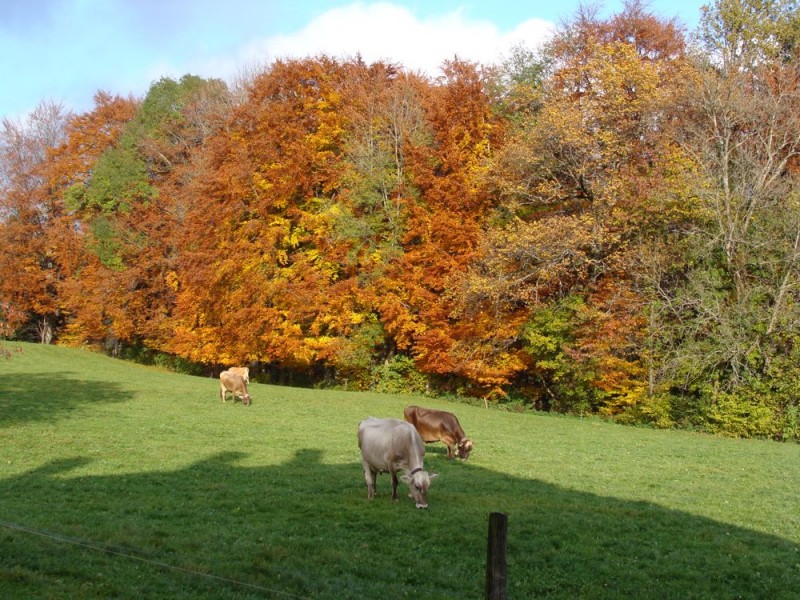 Weide vor dem Haus